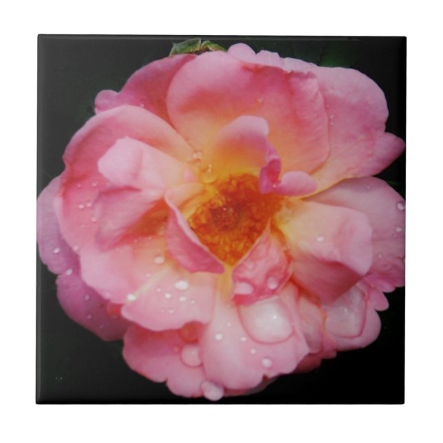 Azulejo De Cerámica Rosa rosada con Dew Drogas fondo negro (Frente)