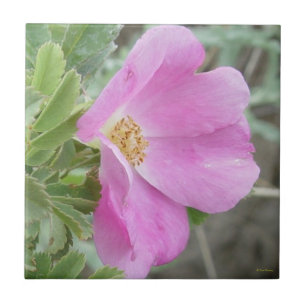 Azulejo De Cerámica Rosa Salvaje F4b