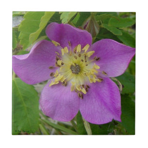 Azulejo De Cerámica Rosa silvestre de Alberta Rosa espinosa F13