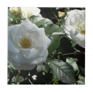 Azulejo De Cerámica Rosas de Té Blancas