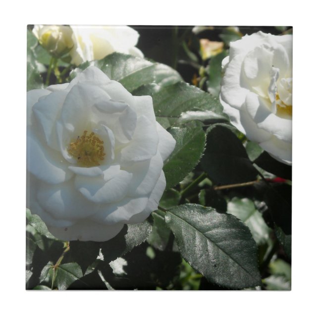 Azulejo De Cerámica Rosas de Té Blancas (Frente)