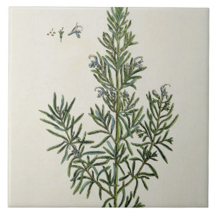 Azulejo De Cerámica Rosmarinus Officinalis, "de un herbario curioso",