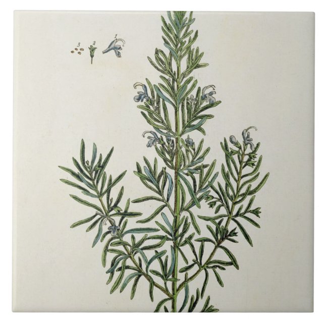 Azulejo De Cerámica Rosmarinus Officinalis, "de un herbario curioso", (Frente)
