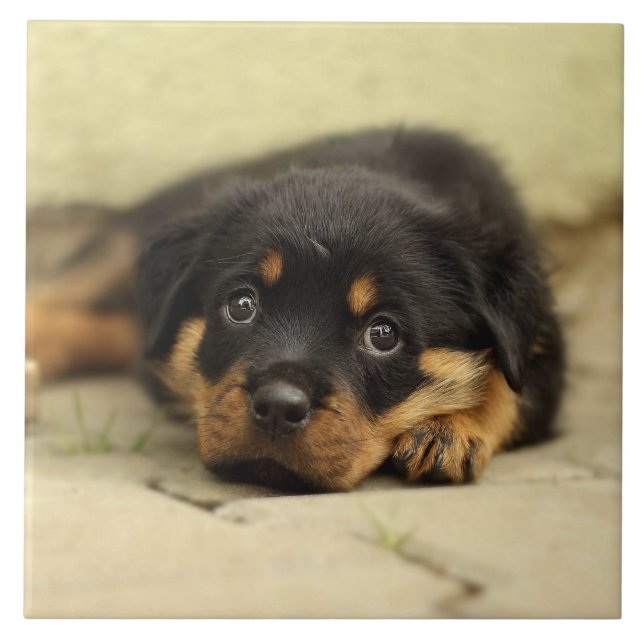 Azulejo De Cerámica Rottweiler20150901 (Frente)