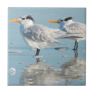 Azulejo De Cerámica Royal Terns en la playa