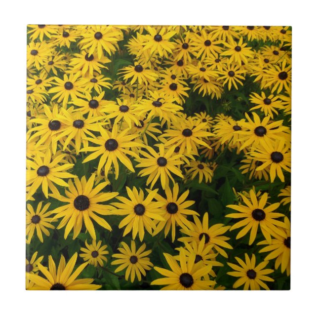 Azulejo De Cerámica Rudbeckia Hirta (Susans de ojos negros) (Frente)