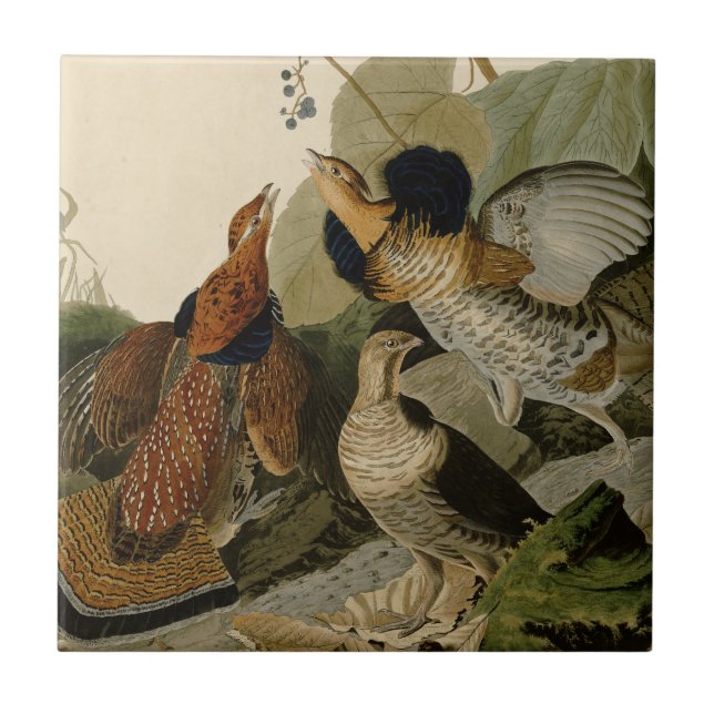 Azulejo De Cerámica Ruffed Grouse Audubon Game Bird (Frente)