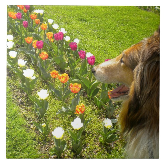 Azulejo De Cerámica Sable Collie N Tulips Tile Trivet (Frente)
