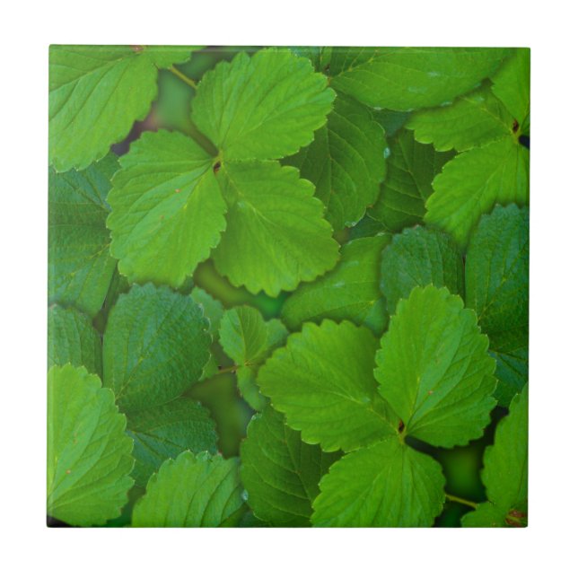 Azulejo De Cerámica Sacro Basil Hojas de la Moneda Verde de Tulsi (Frente)