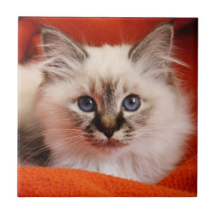 Azulejo De Cerámica Sagrado Birman Kitten