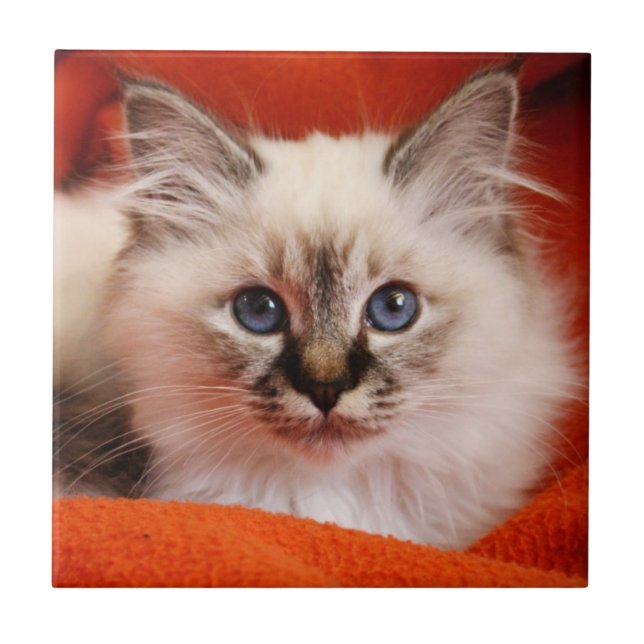 Azulejo De Cerámica Sagrado Birman Kitten (Frente)