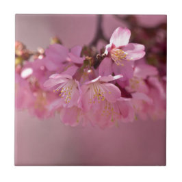 Azulejo De Cerámica Sakura cerezo florecimiento Delicado Bouquet Rosa