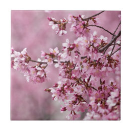 Azulejo De Cerámica Sakura cerezos florecen en capas rosadas pasteles