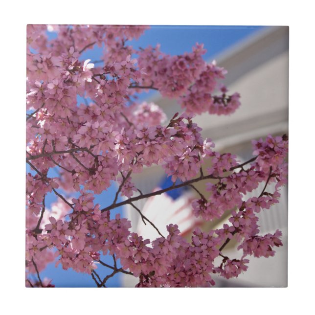 Azulejo De Cerámica Sakura Cherry florece Americana (Frente)