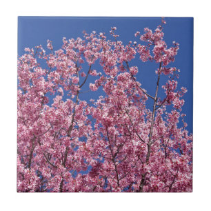 Azulejo De Cerámica Sakura Flor de Cerezo en el Azul