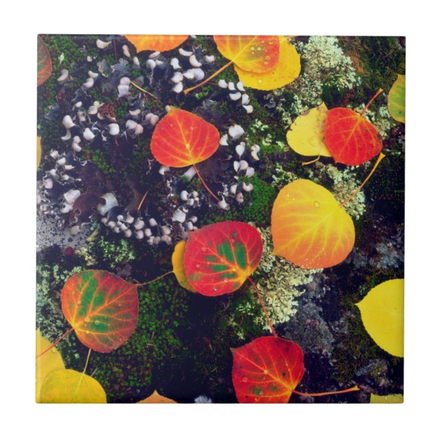 Azulejo De Cerámica Sale en una roca cubierta de liquen, Montañas Roco (Frente)