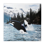 Azulejo De Cerámica Salto de la orca<br><div class="desc">Dos orcas del salto antes del desierto sin tocar de la Columbia Británica costean. Originalmente en acuarela.</div>