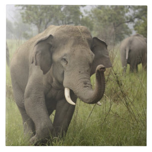 Azulejo De Cerámica Saludo de elefante asiático indio