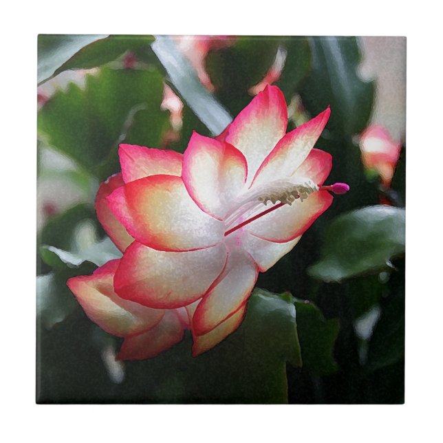 Azulejo De Cerámica Samba Brazil del cactus de navidad ' (Frente)