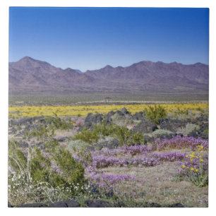 Azulejo De Cerámica Sand Verbena y Desert Gold en Amboy Crater, CA,