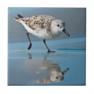 Azulejo De Cerámica Sanderling (Calidris Albe) Alimentándose En Wet Be