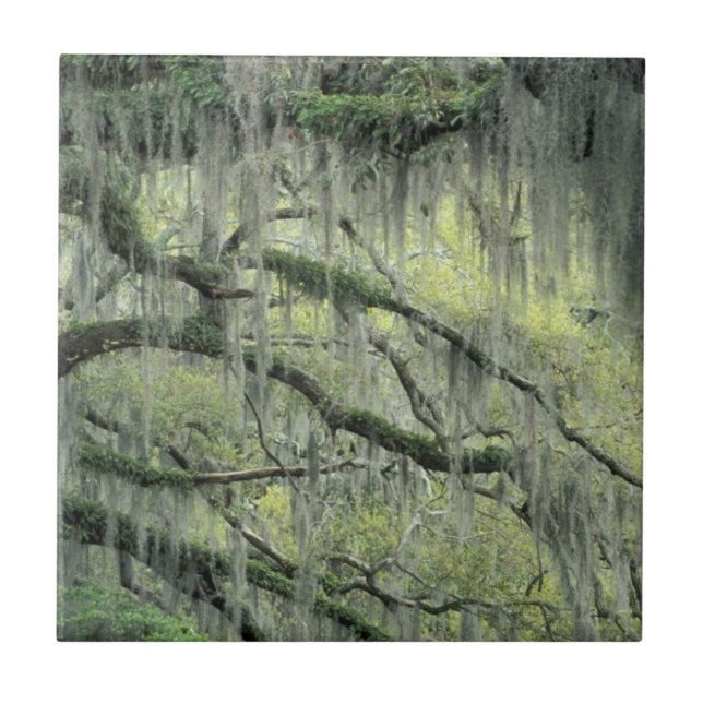 Azulejo De Cerámica Savannah, Georgia, roble vivo cubierto de (Frente)