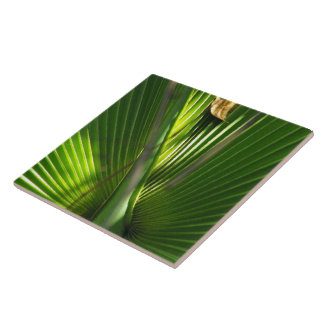 Azulejo De Cerámica Saw Palmetto Photo Closeup