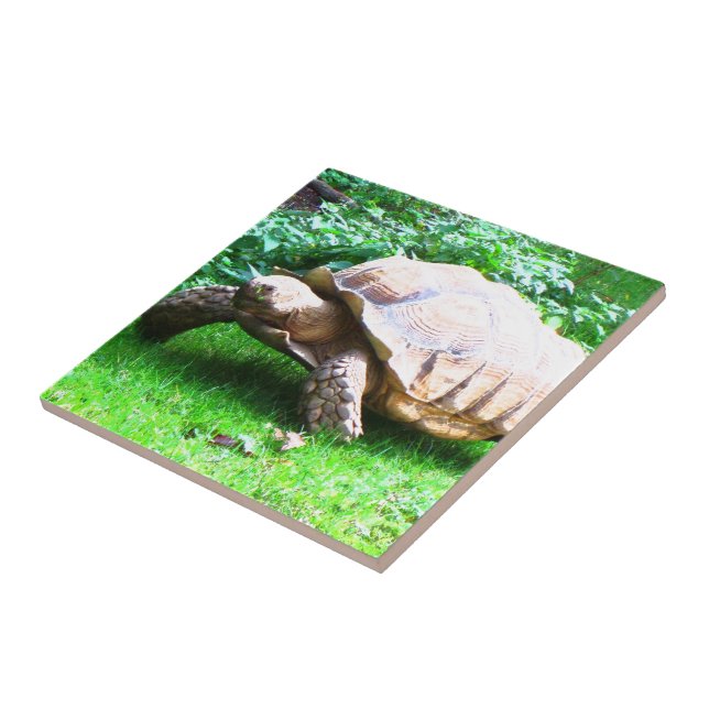 Azulejo De Cerámica Schildi (Lado)