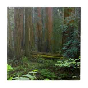 Azulejo De Cerámica Secuoyas en el Parque Nacional Muir Woods