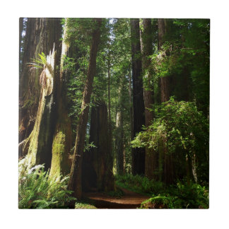 Azulejo De Cerámica Secuoyas y ferris en el Parque Nacional Redwood