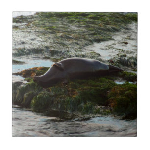 Azulejo De Cerámica Sello de puerto de luz solar II en San Diego