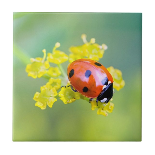 Azulejo De Cerámica señora de arriba (Frente)