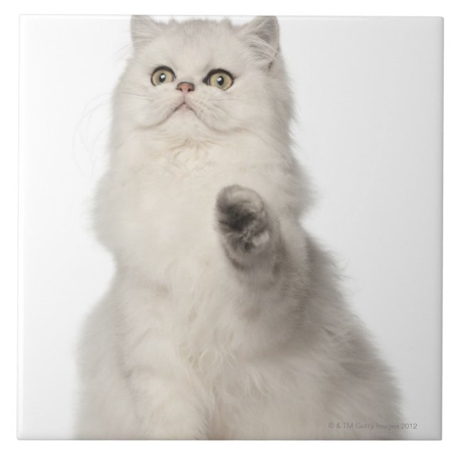 Azulejo De Cerámica Sentada del gato persa (Frente)