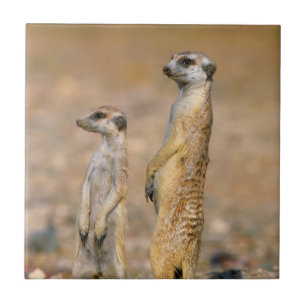 Azulejo De Cerámica Sentinelas de suricata (Suricata suricatta), Karas