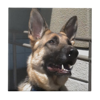 Azulejo De Cerámica Shep