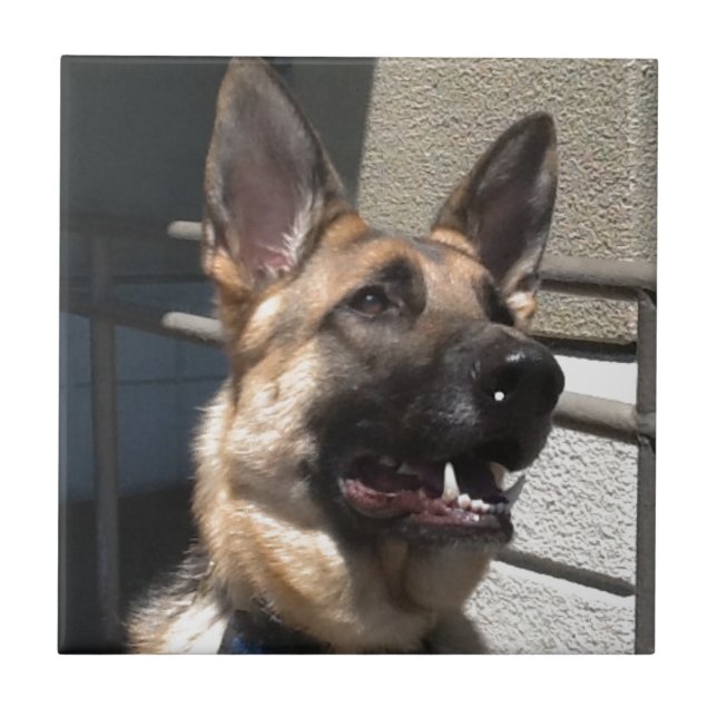 Azulejo De Cerámica Shep (Frente)