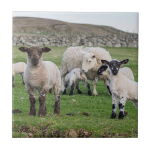 Azulejo De Cerámica Shetland Sheep