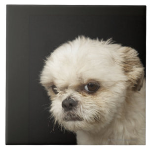 Azulejo De Cerámica Shih blanco enojado Tzu con los ojos marrones