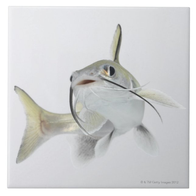 Azulejo De Cerámica Siluro de mar de Tete (seemanni de (Frente)