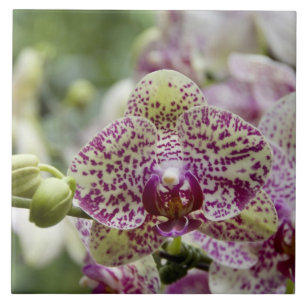 Azulejo De Cerámica Singapur (Sanskrit por Ciudad León). Nacional