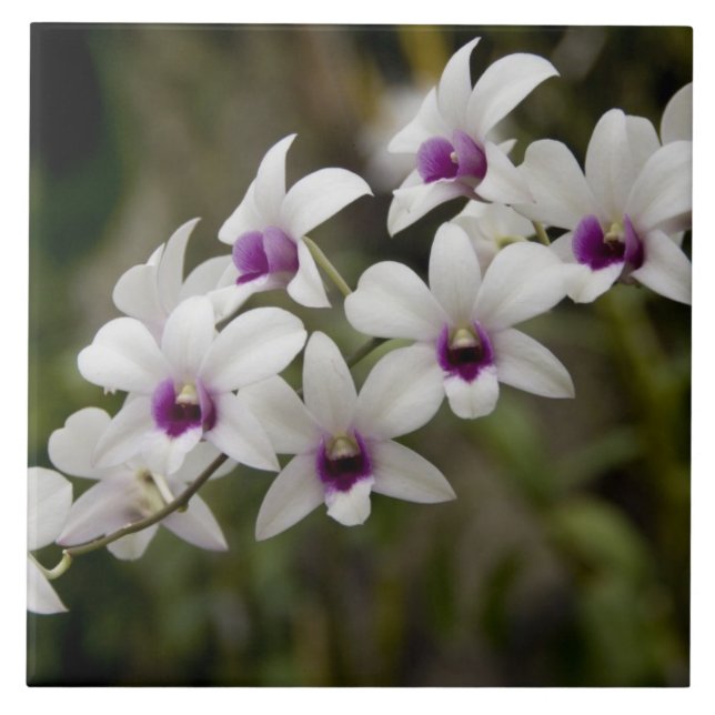 Azulejo De Cerámica Singapur (Sanskrit por Ciudad León). Nacional 2 (Frente)