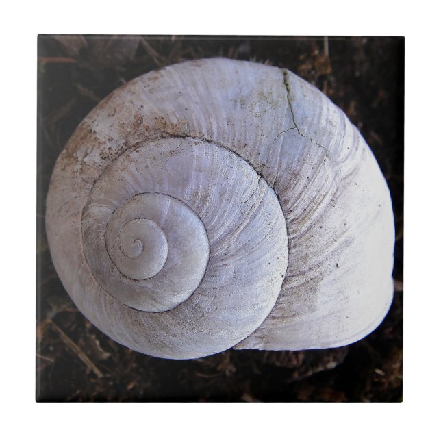 Azulejo De Cerámica Snowshell de Guay (Frente)