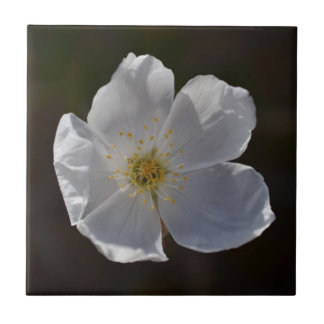 Azulejo De Cerámica Solo flor blanco