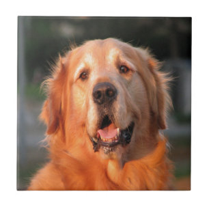 Azulejo De Cerámica sonrisa al estimado golden retriever del amor