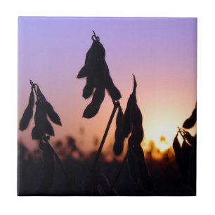 Azulejo De Cerámica Soybeans al atardecer