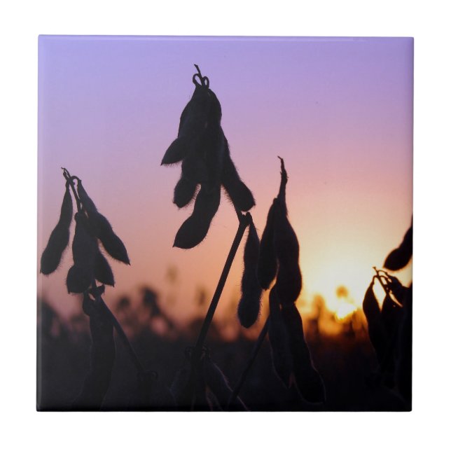 Azulejo De Cerámica Soybeans al atardecer (Frente)