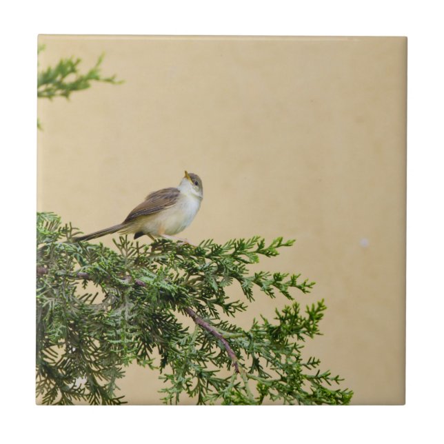 Azulejo De Cerámica Sparrow (Frente)
