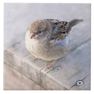Azulejo De Cerámica Sparrow - Sobrepeso