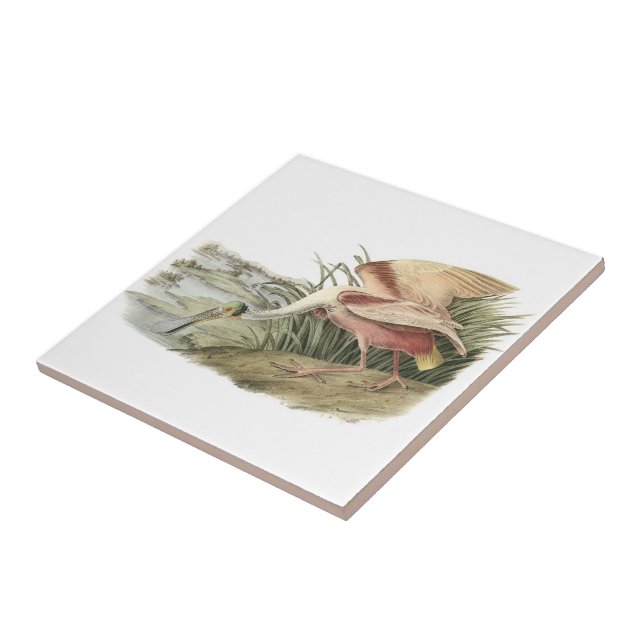 Azulejo De Cerámica Spoonbill rosado por Audubon (Lado)