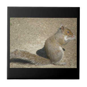 Azulejo De Cerámica Squirrel Hungry Horatio Tile